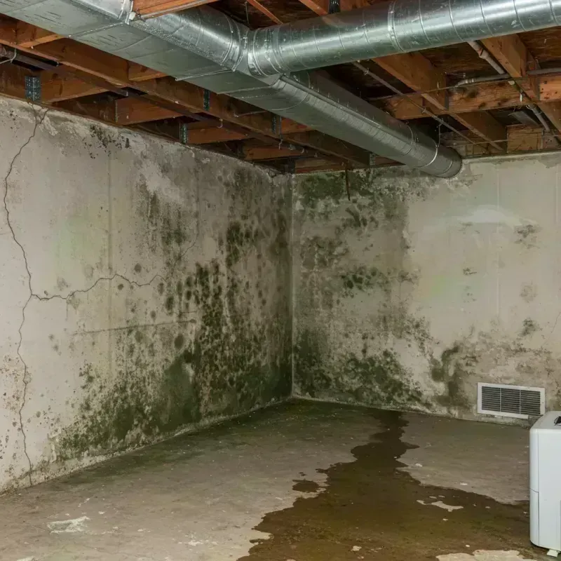 Professional Mold Removal in Greensburg, KY